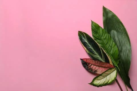 Flat lay composition with tropical leaves and space for text on color backgro Foto stock