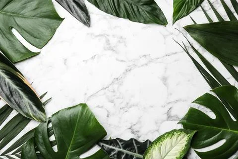 Flat lay composition with tropical leaves and space for text on marble backgr Stock Photos