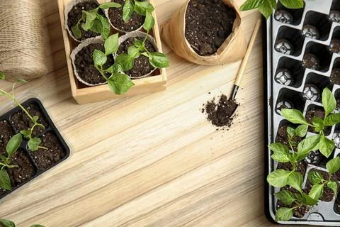Flat lay composition with vegetable seedlings on wooden table. Space for text Stock Photos