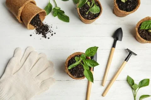 Flat lay composition with vegetable seedlings on white wooden table Stock Photos