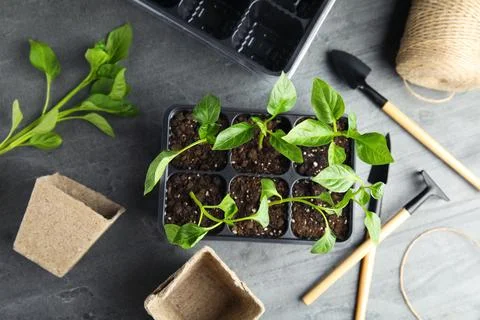 Flat lay composition with vegetable seedlings in plastic tray on grey table Stock Photos