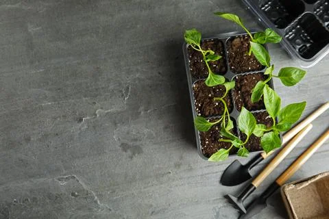 Flat lay composition with vegetable seedlings in plastic tray on grey table.  Stock Photos
