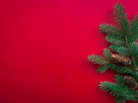 Flat lay concept with spruce branches and pine cones over red background Stock Photos