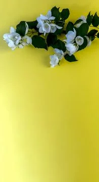 Flat lay with copy space  for the wedding, birthday, party or other celebrati Stock Photos