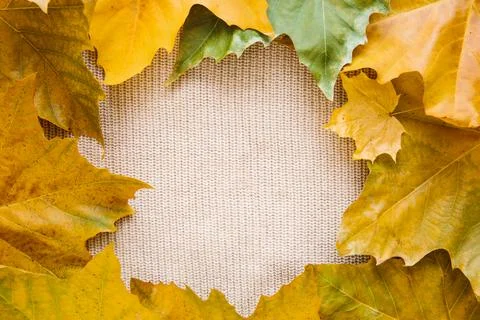 Flat lay creative autumn composition. Frame from yellow leaves Stock Photos