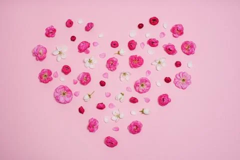 Flat lay, creative layout of blossoms, buds and petals of cherry and plum in  Stock Photos