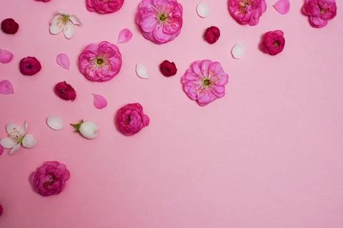 Flat lay, creative layout of blossoms, buds and petals of cherry and plum on  Stock Photos