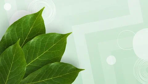 Flat lay. Creative layout made Natural background of green and tropical leaves Stock Illustration