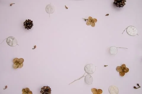 Flat lay creative natural frame of winter plants parts on rose background. Stock Photos