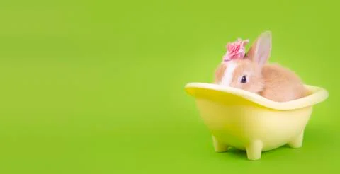 Flat lay Cute brown rabbit bunny green background. Stock Photos