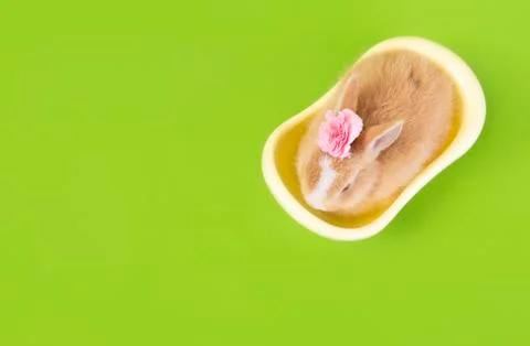 Flat lay Cute brown rabbit bunny green background. Stock Photos