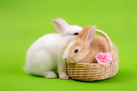 Flat lay Cute White rabbit bunny and brown rabbit bunny with basket green bac Stock Photos
