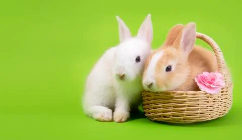Flat lay Cute White rabbit bunny and brown rabbit bunny with basket green bac Stock Photos
