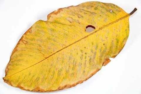 Flat Lay Dead Dry leaf isolated on White color background autumn leaves 스톡 일러스트