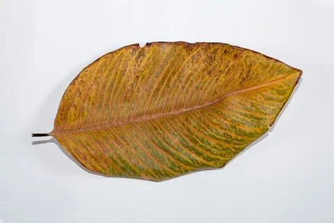 Flat Lay Dead Dry leaf isolated on White color background autumn leaves Stock Illustration