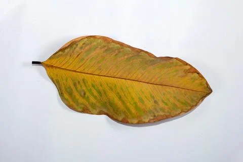 Flat Lay Dead Dry leaf isolated on White color background autumn leaves Stock Illustration