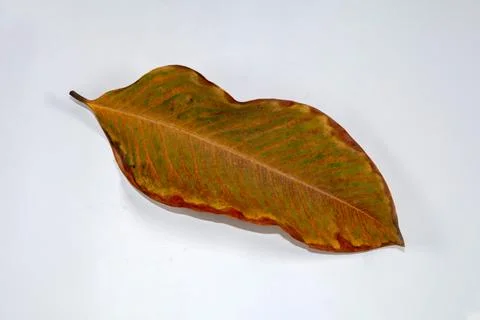 Flat Lay Dead Dry leaf isolated on White color background autumn leaves Stock Illustration