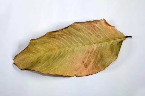 Flat Lay Dead Dry leaf isolated on White color background autumn leaves 스톡 일러스트