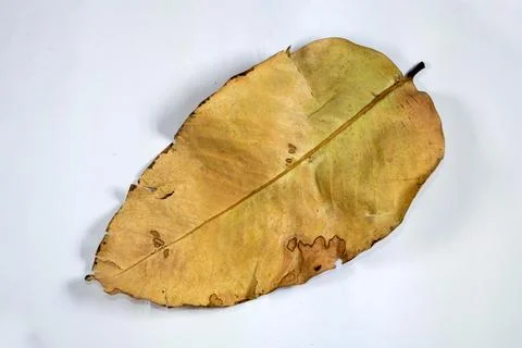 Flat Lay Dead Dry leaf isolated on White color background autumn leaves Stock Illustration