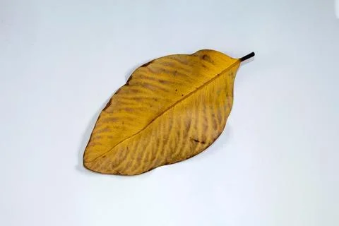 Flat Lay Dead Dry leaf isolated on White color background autumn leaves Stock Illustration