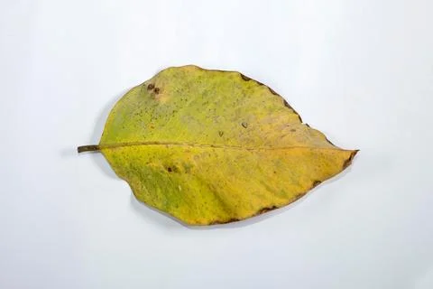 Flat Lay Dead Dry leaf isolated on White color background autumn leaves Stock Illustration
