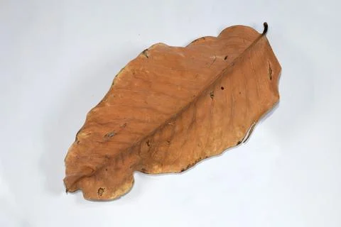 Flat Lay Dead Dry leaf isolated on White color background autumn leaves Stock Illustration
