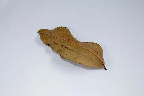 Flat Lay Dead Dry leaf isolated on White color background autumn leaves Stock Illustration