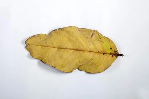 Flat Lay Dead Dry leaf isolated on White color background autumn leaves Stock Illustration