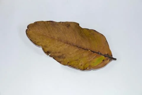 Flat Lay Dead Dry leaf isolated on White color background autumn leaves Stock Illustration