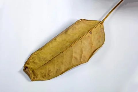 Flat Lay Dead Dry leaf isolated on White color background autumn leaves Stock Illustration