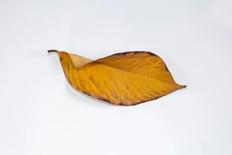 Flat Lay Dead Dry leaf isolated on White color background autumn leaves Stock Illustration