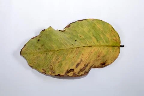 Flat Lay Dead Dry leaf isolated on White color background autumn leaves Stock Illustration