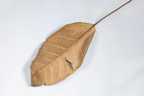 Flat Lay Dead Dry leaf isolated on White color background autumn leaves Stock Illustration