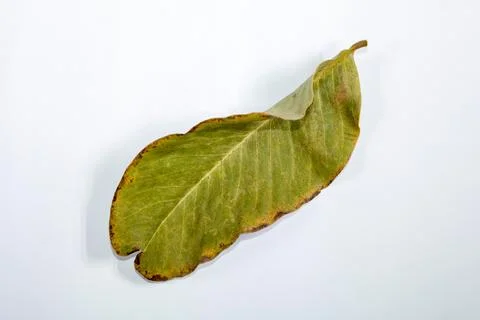 Flat Lay Dead Dry leaf isolated on White color background autumn leaves 스톡 일러스트