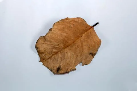 Flat Lay Dead Dry leaf isolated on White color background autumn leaves 스톡 일러스트