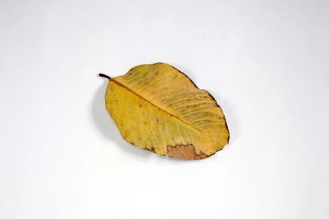 Flat Lay Dead Dry leaf isolated on White color background autumn leaves Stock Illustration