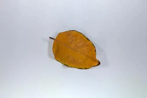 Flat Lay Dead Dry leaf isolated on White color background autumn leaves Stock Illustration
