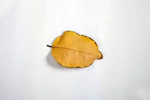 Flat Lay Dead Dry leaf isolated on White color background autumn leaves Stock Illustration