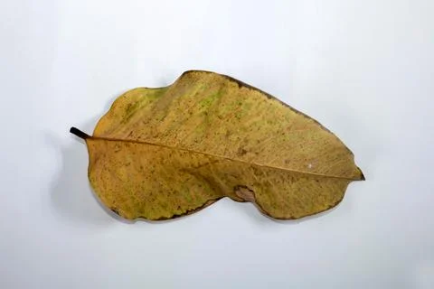 Flat Lay Dead Dry leaf isolated on White color background autumn leaves Stock Illustration