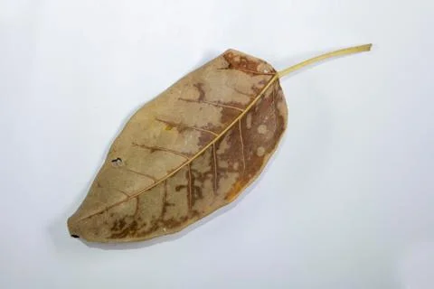 Flat Lay Dead Dry leaf isolated on White color background autumn leaves Stock Illustration