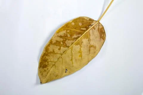 Flat Lay Dead Dry leaf isolated on White color background autumn leaves Stock Illustration