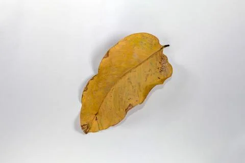 Flat Lay Dead Dry leaf isolated on White color background autumn leaves Stock Illustration