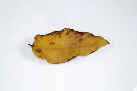 Flat Lay Dead Dry leaf isolated on White color background autumn leaves Stock Illustration