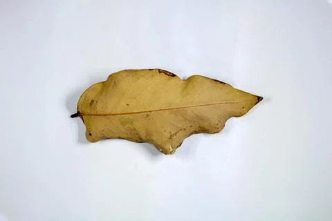 Flat Lay Dead Dry leaf isolated on White color background autumn leaves 스톡 일러스트