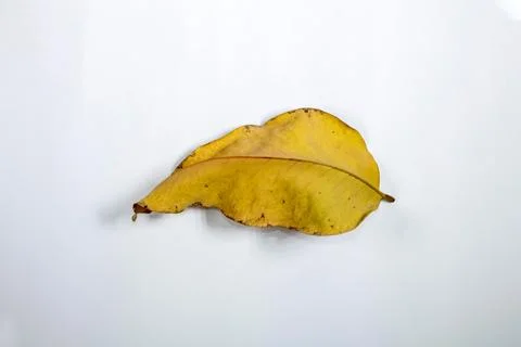 Flat Lay Dead Dry leaf isolated on White color background autumn leaves Stock Illustration