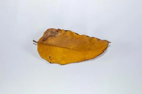 Flat Lay Dead Dry leaf isolated on White color background autumn leaves 스톡 일러스트