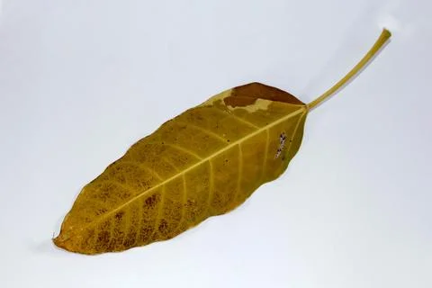 Flat Lay Dead Dry leaf isolated on White color background autumn leaves Stock Illustration
