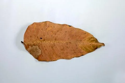 Flat Lay Dead Dry leaf isolated on White color background autumn leaves 스톡 일러스트