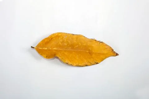 Flat Lay Dead Dry leaf isolated on White color background autumn leaves Stock Illustration