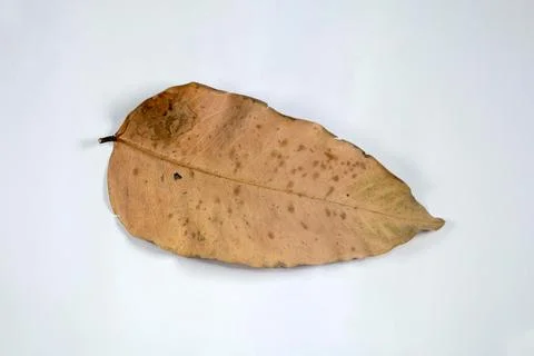Flat Lay Dead Dry leaf isolated on White color background autumn leaves Stock Illustration